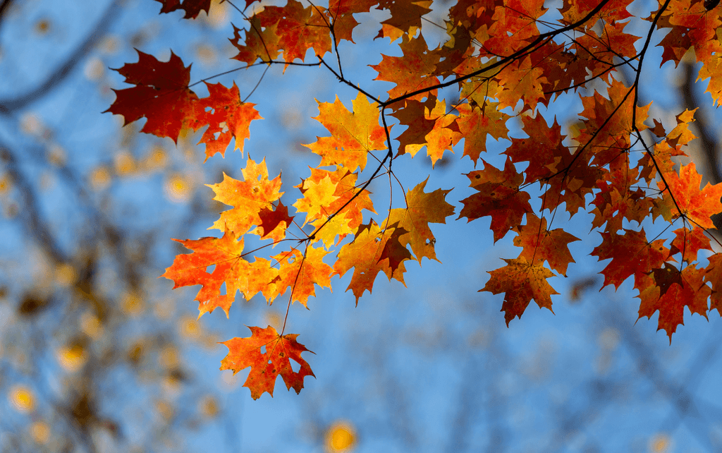 Fall Cleanup Begins October 15th